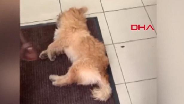 Rusya'da veteriner hekim ölmek üzere olan köpeği tedavi etmedi 