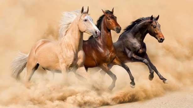 Bilim insanları atların insanların ruh halini anlayabildiğini kanıtladılar