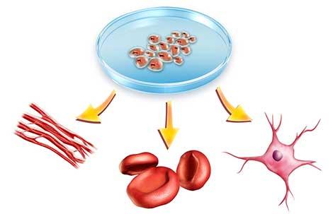 Tıpta oyun değiştirici buluş: Kök hücreyle sınırsız kan