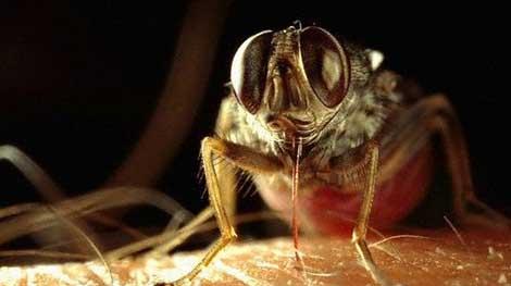 'Zika virüsünü taşıyan sivrisinek türü Türkiye'de yaygın değil'