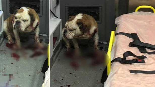 Ambulanstaki doktora saldırı! Bu kez saldıran Bulldog cinsi köpek!