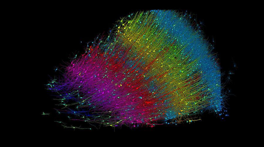 Bilim insanları, beynin bir bölümünün şimdiye kadar oluşturulmuş en ayrıntılı haritasını çıkardı