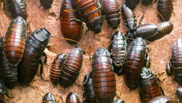 İtalyan bilim insanları böcek yemenin kanserden koruyabileceğini duyurdu