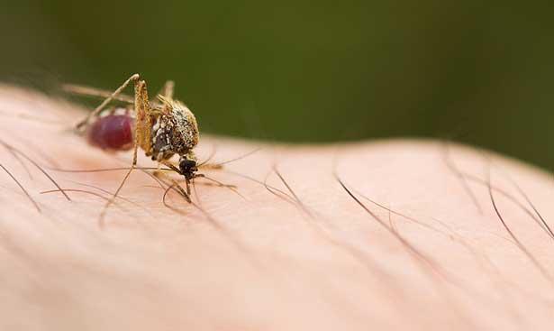 Dünya Sağlık Örgütü hastalıklarla mücadele için sivrisinekleri kısırlaştıracak