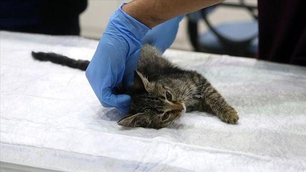 Hasta olan sokak kedisi sağlıklı bir kediden alınan dışkı nakli ile hayata tutundu
