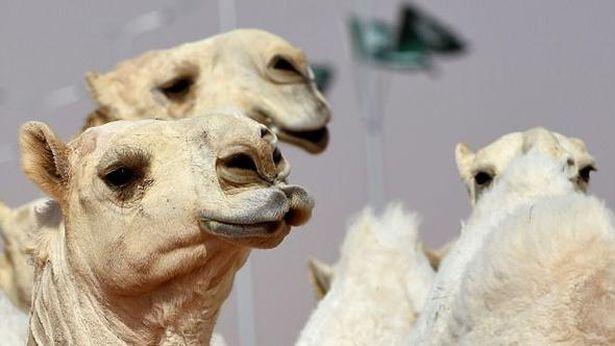 Botoks bu sefer develeri mağdur etti! ‘Botoks yaptıran’ 12 deve güzellik yarışmasından atıldı