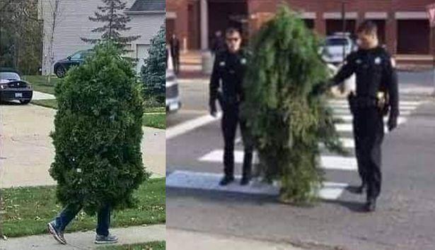 Sırbistan'da sokağa çıkma yasağını delen 'ağaç' yakalandı