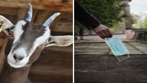 Maske takmayan keçi gözaltına alındı