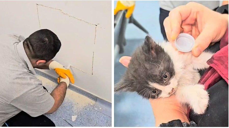 İstanbul'da hastanenin havalandırma boşluğuna düşen yavru kedi kurtarıldı