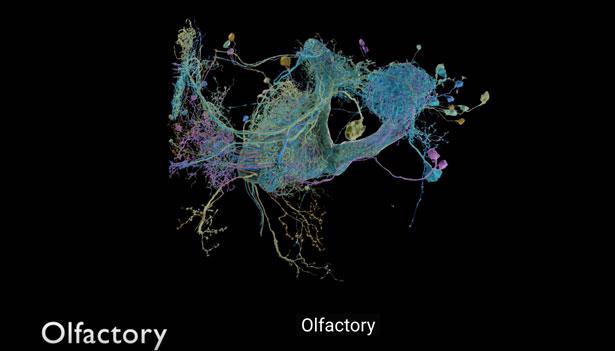 Beyin bağlantılarını inceleyen en büyük ve ayrıntılı harita yayınlandı