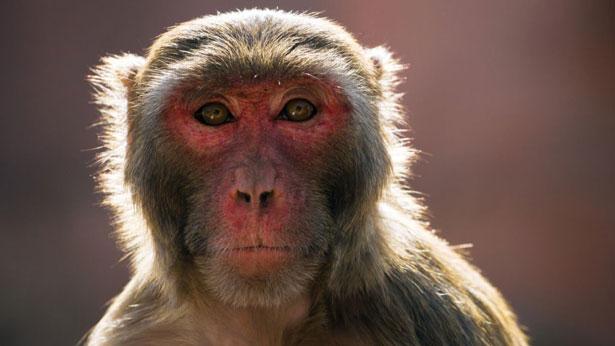 Çin'de 'Monkey B' virüsü nedeniyle ilk ölüm gerçekleşti
