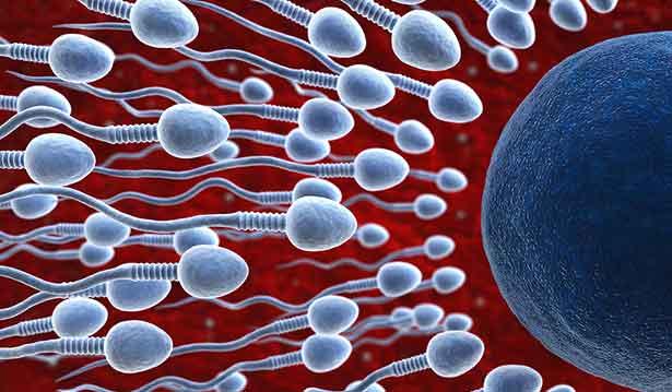 'Öncü sperm' ile çocuk sahibi olunabilecek