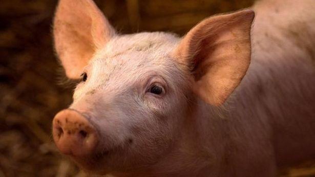 Yeni domuz gribi türüyle ilgili Bilim Kurulu üyesinden uyarı: Pandemi yapabilir!