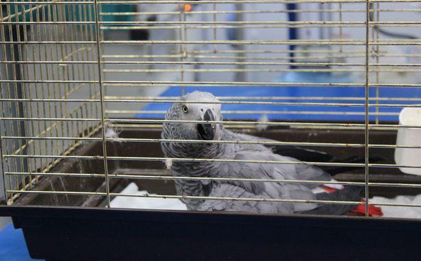 İşkence mağduru papağan kurtarılamadı: 'İyi beslenmemiş ve zayıf düşmüş'