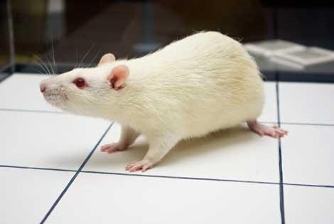Bilim insanları dünyada ilk kez fare kafası nakli yaptı