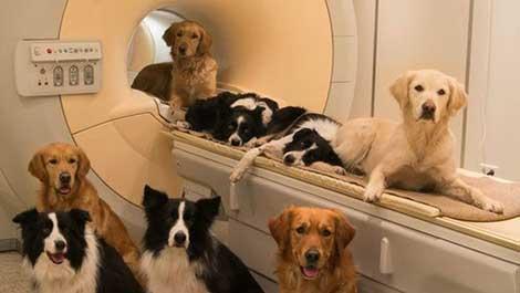 Kanser tespitinde köpeklerin koku alma duyusu kullanıldı: Yüzde 97 oranında doğruluk 