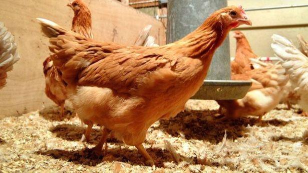 İskoçyalı araştırmacılardan 'ilaç' yumurtlayan tavuk projesi: '10 ila 100 kat daha ucuz'